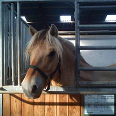 Fjordhest Pelle Lønbjerg