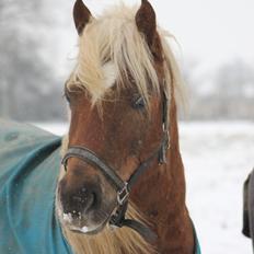 Anden særlig race Koda