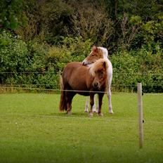 Shetlænder Tøttrups Lippa