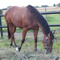 Fuldblod (XX) Rocky Habitat