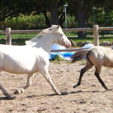 Anden særlig race Triple A Daysi