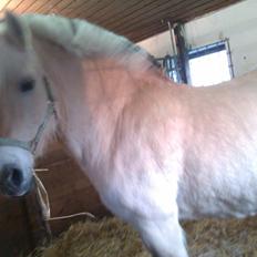 Fjordhest Løklings Janka