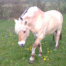 Fjordhest Løklings Janka