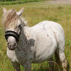 Knabstrupper Rughavens Jenka