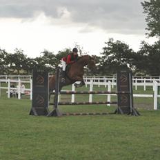 Dansk Varmblod Pittegårdens Cordoba