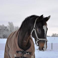 Dansk Varmblod Bonjour