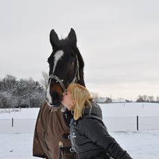 Dansk Varmblod Bonjour