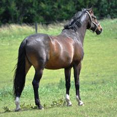 Dansk Varmblod Bonjour