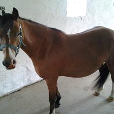 Welsh Mountain (sec A) Llwynneath Jennywren  R.I.P 