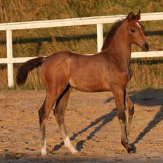 Anden særlig race /Araber - The Little Fighter Nünzi *SOLGT*