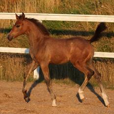 Anden særlig race /Araber - The Little Fighter Nünzi *SOLGT*