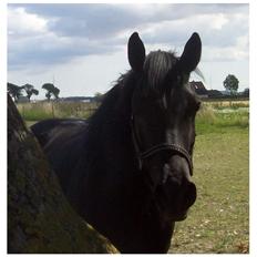 Anden særlig race Briza