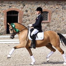 Tysk Sportspony Bodethal's Romy A-pony