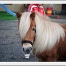 Shetlænder Lille Rosendals Clara