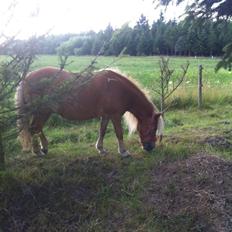 Shetlænder Lille Rosendals Clara