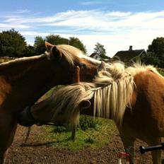 Tyroler Haflinger Ice Røgtergaard