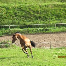 New Forest Sultan De Civry