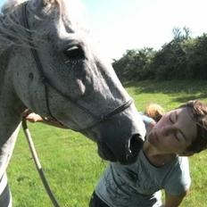 Dansk Varmblod Tequila