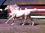 Palomino MiTho's Daywalker