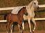 Shagya Araber (SH) Bonjour la chaise *R.I.P. 06-11-12* - Bienvenue à Bonjour La Chaise profil <3(Fransk)

Foto : Jani P
