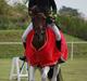 Pinto Munkeborgs Cloudy B-pony