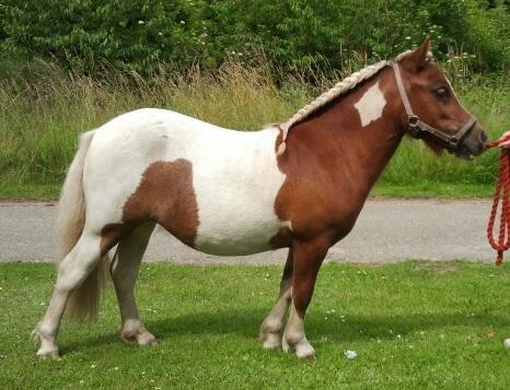 Shetlænder Skovledet Yasmin - Smukke pigen sommer 2012 billede 2
