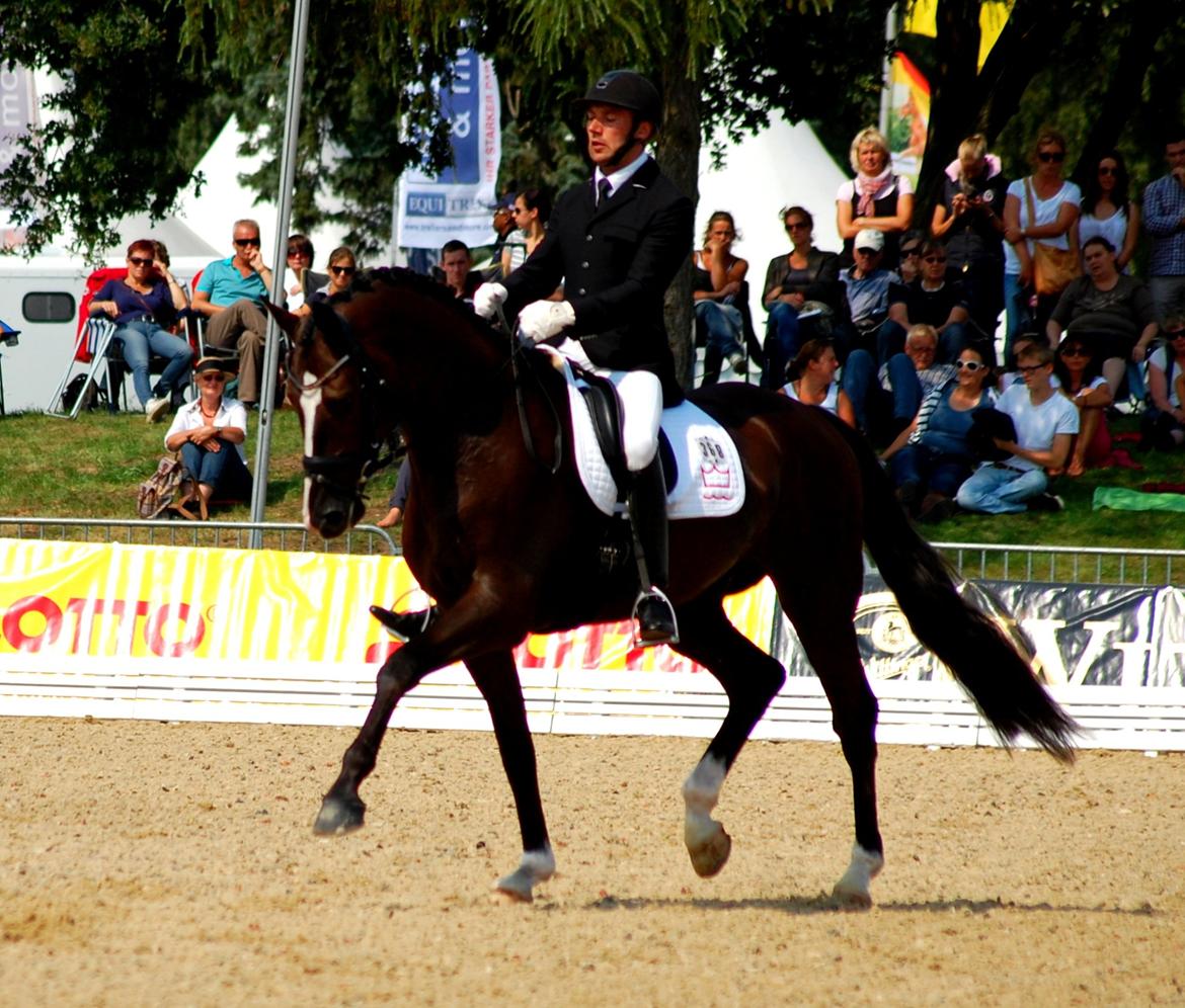 Dansk Varmblod De Negro-WI - VM for 5 års heste i Verden billede 19