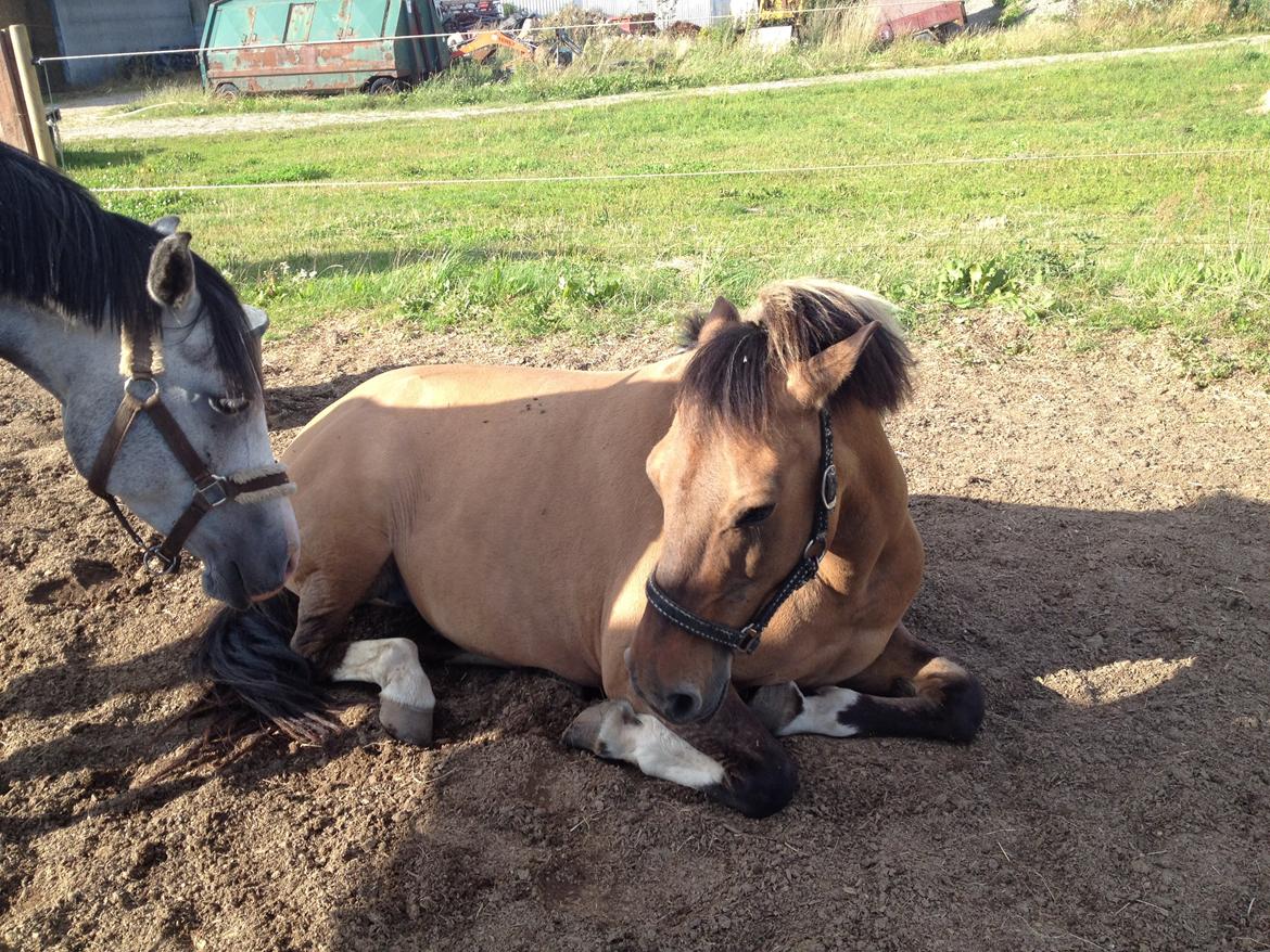 Anden særlig race Flicka <3 - Nuuurh <3 billede 11