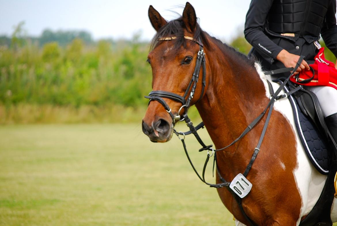 Pinto Munkeborgs Cloudy B-pony - distriktmester 2012 - såååå kær <3 billede 18