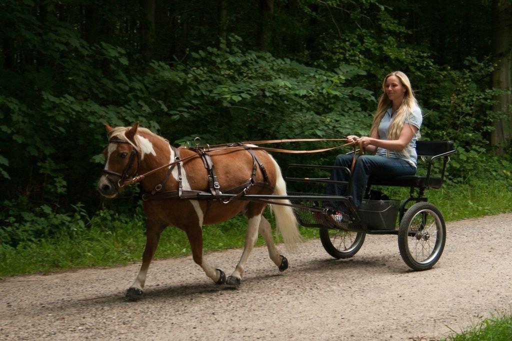 Anden særlig race Stuart Little Largo - Stuart 4 år. 
Verdens bedste pony!! billede 16