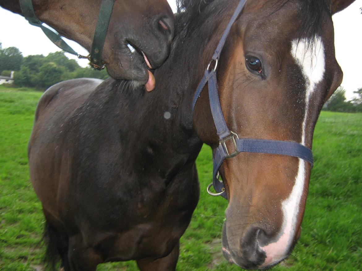 Dansk Varmblod Lertevang's Libra billede 4