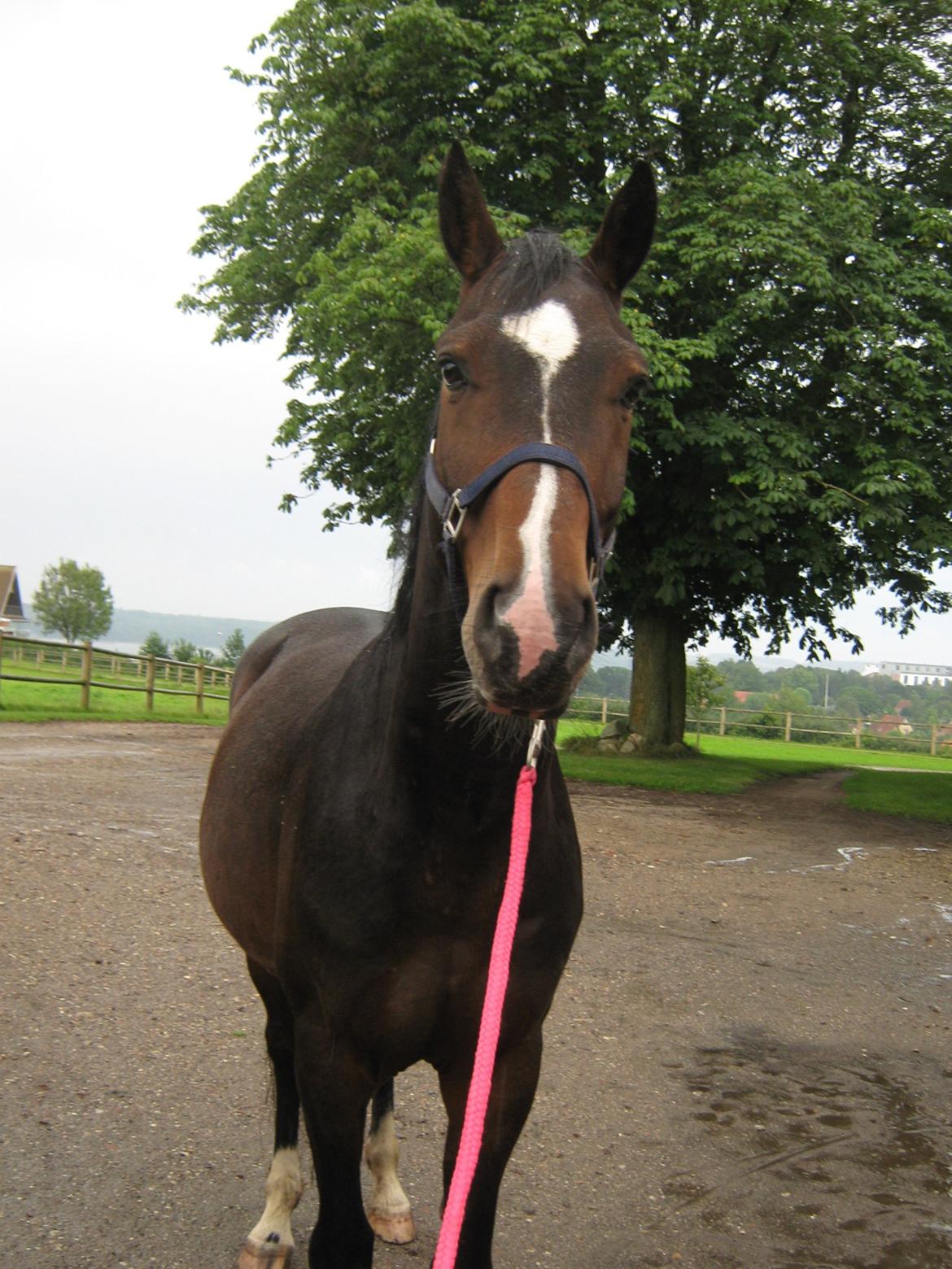 Dansk Varmblod Lertevang's Libra billede 5