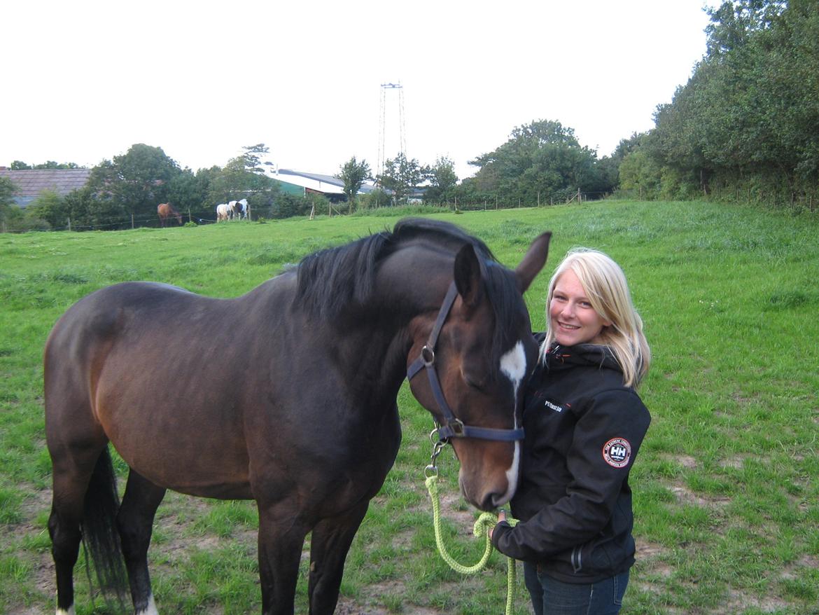 Dansk Varmblod Lertevang's Libra billede 6