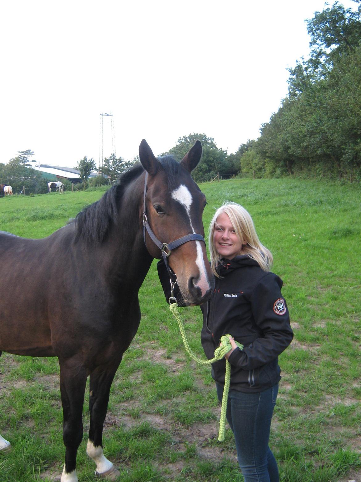 Dansk Varmblod Lertevang's Libra billede 2