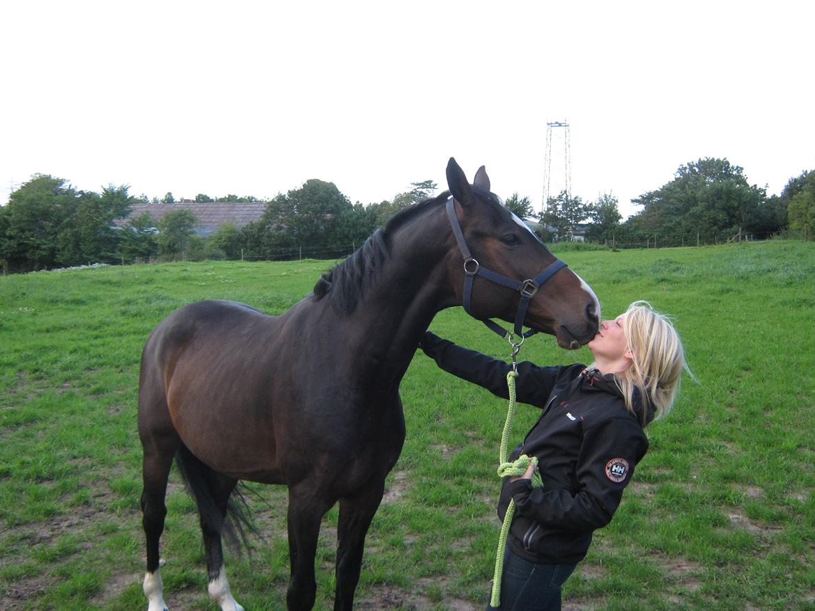 Dansk Varmblod Lertevang's Libra billede 7