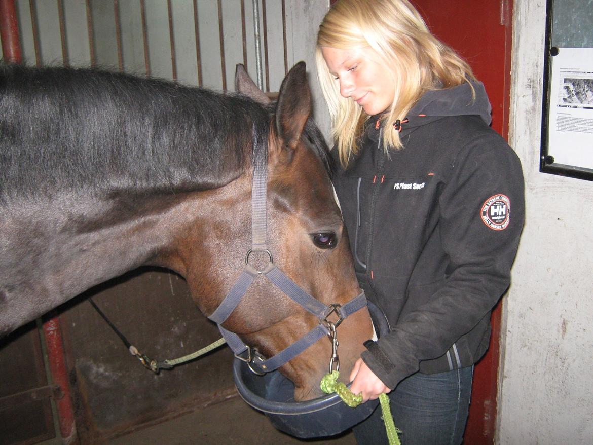 Dansk Varmblod Lertevang's Libra billede 8