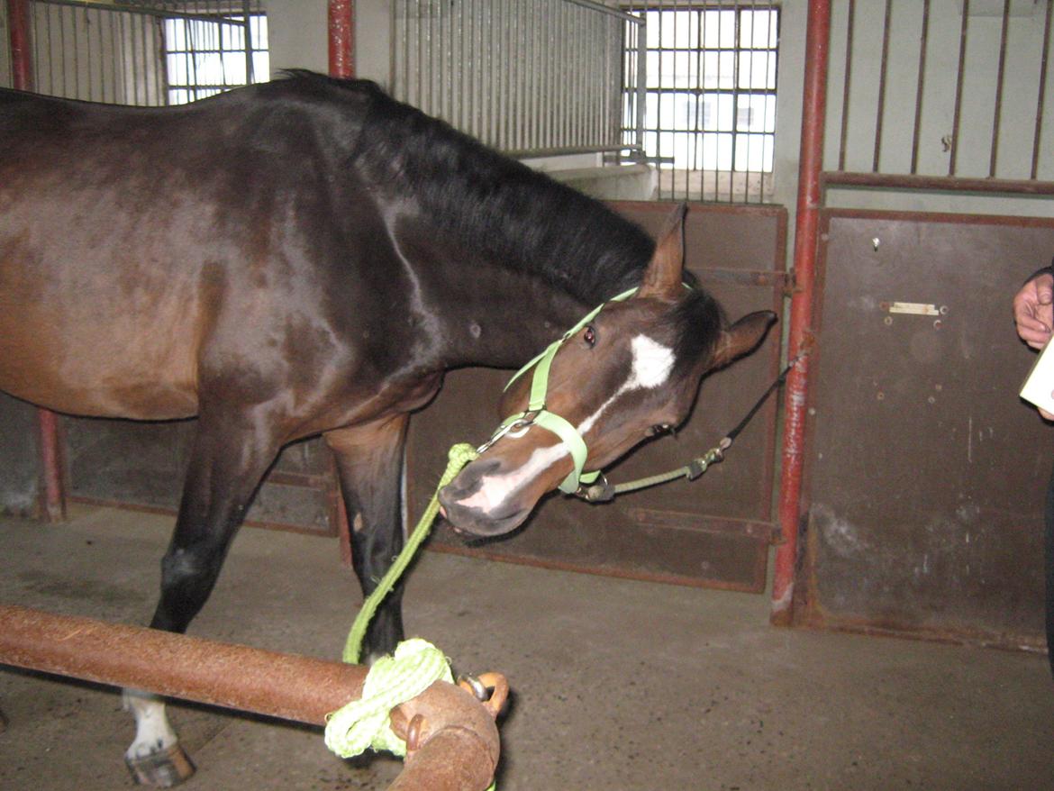 Dansk Varmblod Lertevang's Libra billede 9