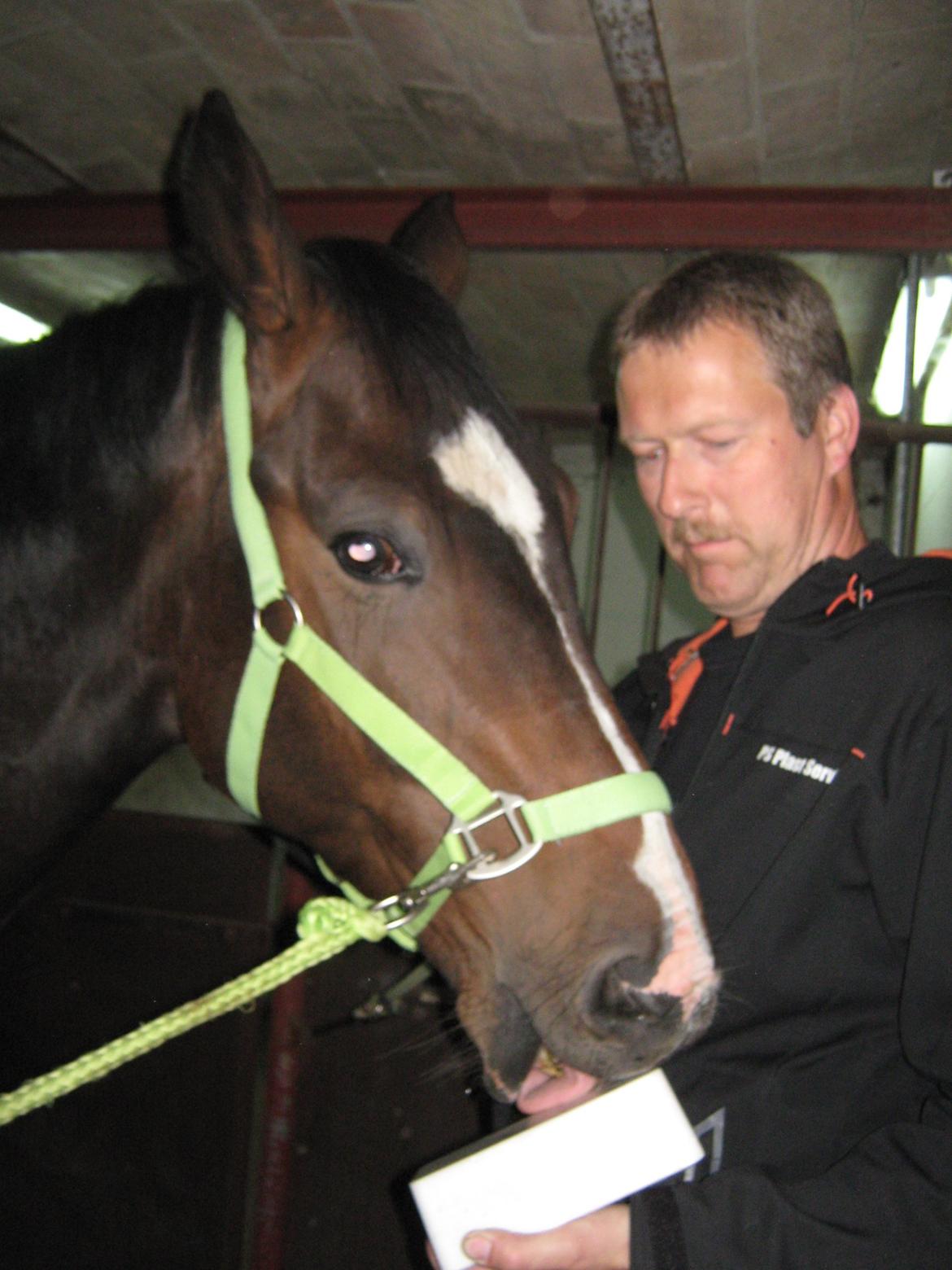 Dansk Varmblod Lertevang's Libra billede 10