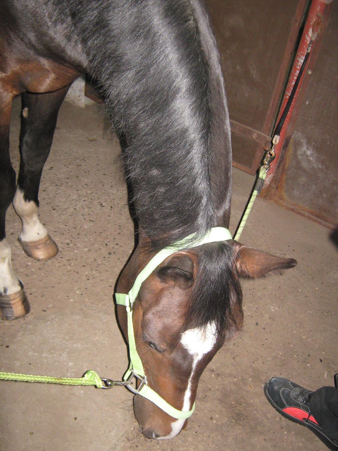 Dansk Varmblod Lertevang's Libra billede 11