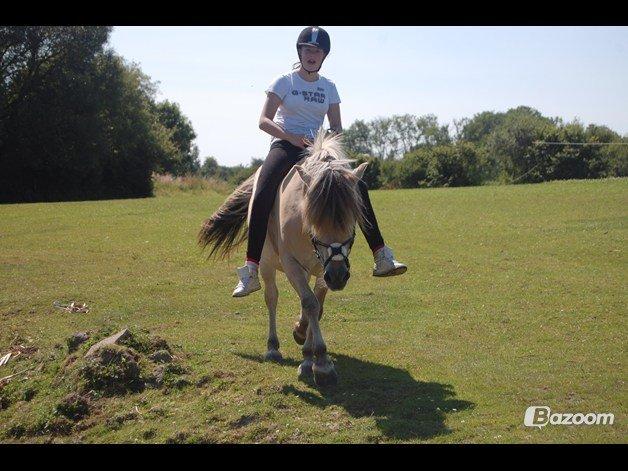 Fjordhest Vennely's Emma - Vi hygger billede 14