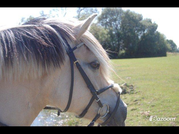 Fjordhest Vennely's Emma billede 2