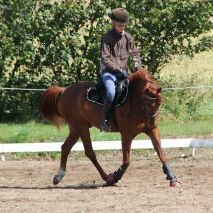 New Forest le philip - Træning på ridelejer 2012 billede 9