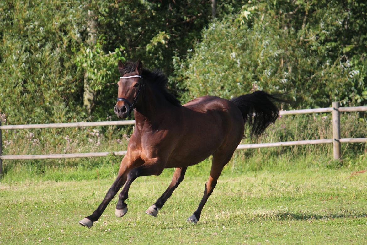 New Forest Montana af Højgaard(MONTY) billede 18