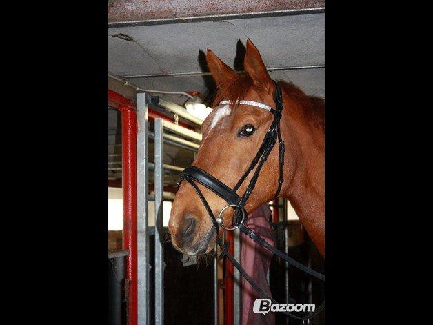 Hannoveraner Whisper billede 4