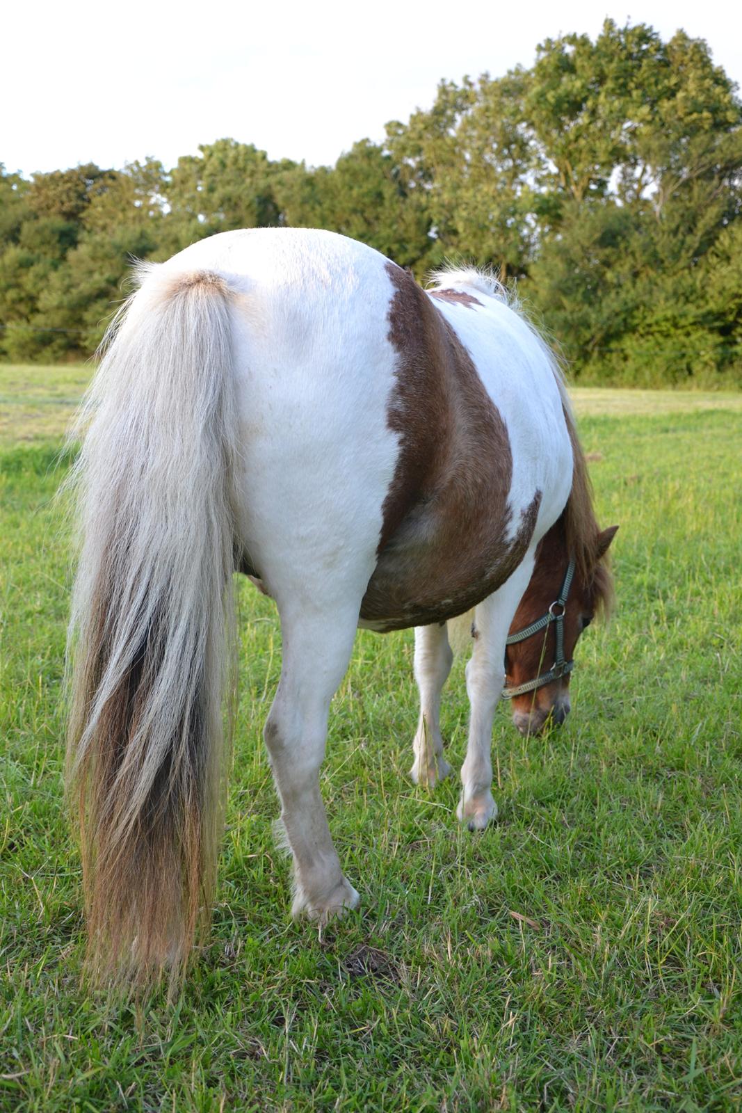 Shetlænder Tulle - Tak for kigget! :) billede 20