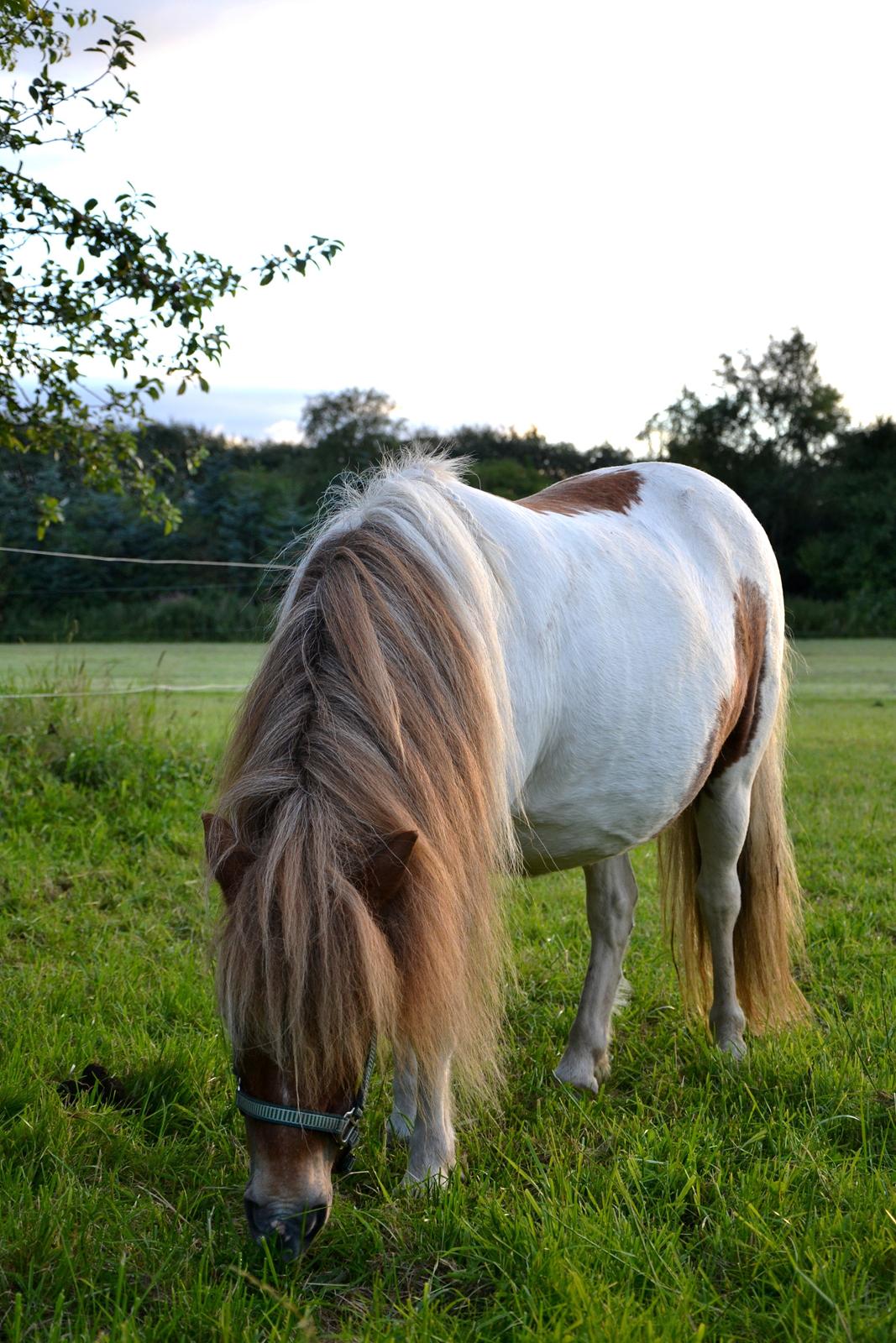 Shetlænder Tulle - Velkommen til Tulle's profil - se lige hendes lange prinsesse man ;)
Foto: Louise billede 1