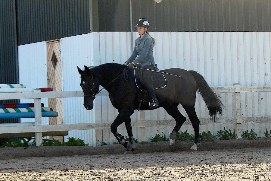 Oldenborg Felix - Dressur i sidepull :-)<3 billede 15
