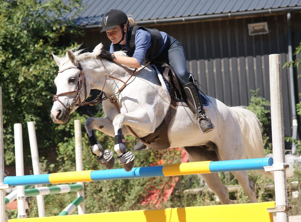 DSP Præstemarkens Mahogni |Honey| - Min bedste ven og jeg over "svenskeren" på 100 cm. :b
Elsker dig Ponzen Honzen :D
|Foto: Freja Hjort| billede 15