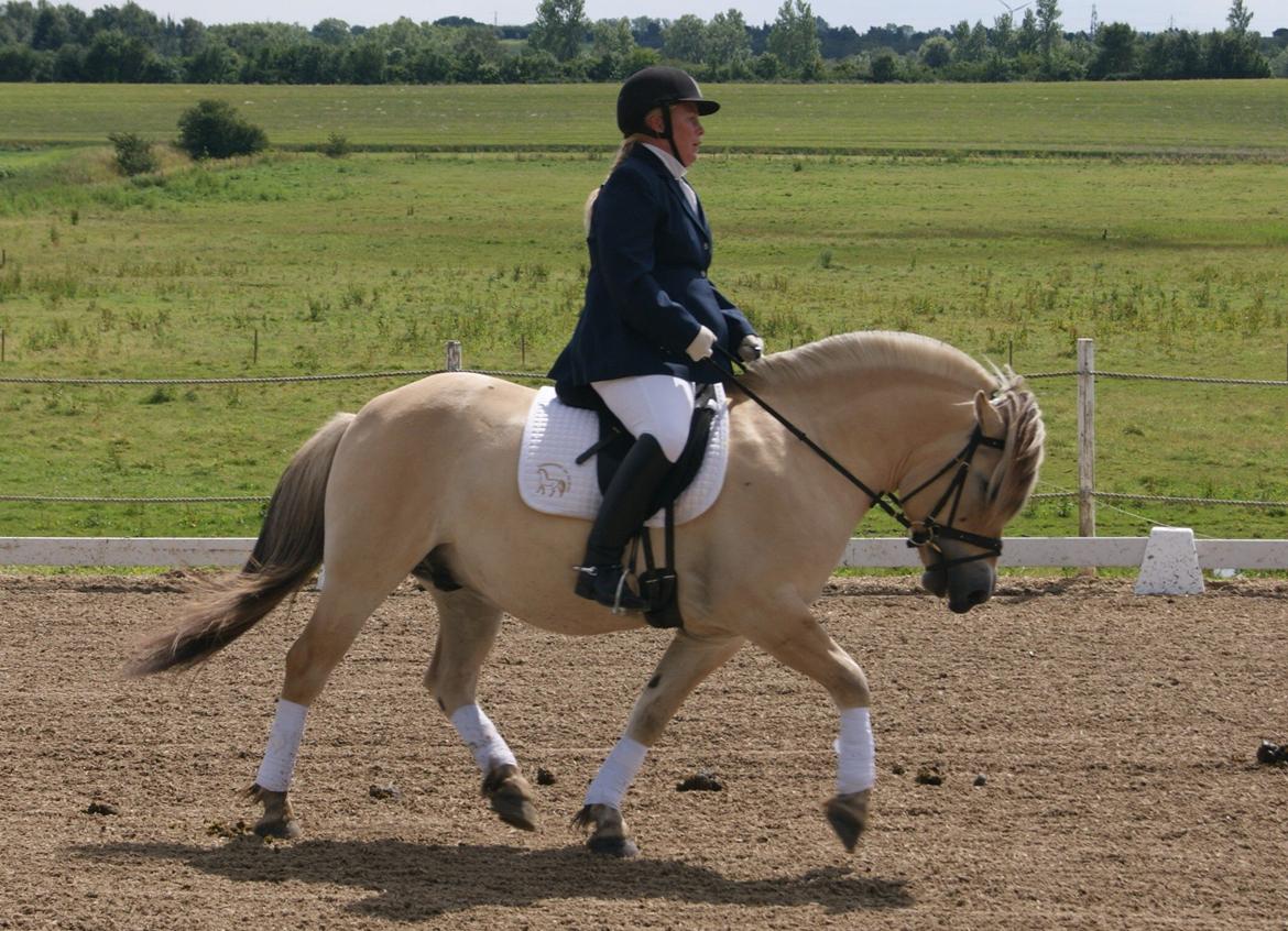 Fjordhest Baune Frølunde *SOLGT* billede 18