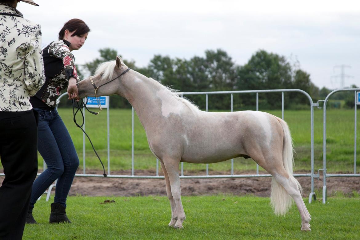 Amerikansk Miniature The Entertainer - AMATEUR SUPREME CHAMPION DENMARK 2012
Foto: K-pictures billede 2